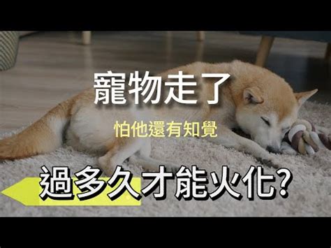 狗狗死亡處理|寵物後事處理推薦：寵物離世怎麼辦？ 完整後事處理指南